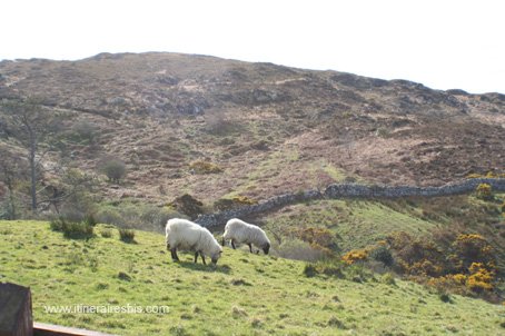 Randonnée dans le parc national du Connemara les moutons du Connemara