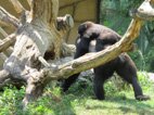 photo du zooparc de Beauval gorille