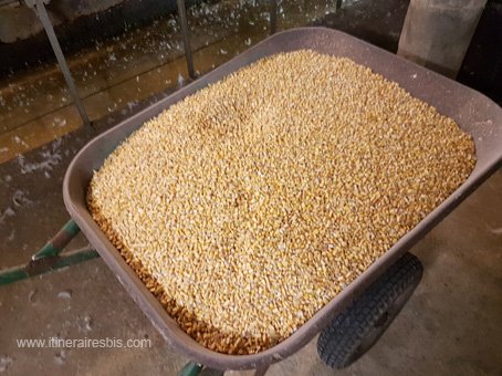 Visite à la ferme de Grézelie la nouriture est uniquement du maïs