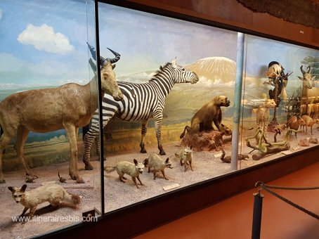 Visite sur l'ile d'Aix le musée Africain