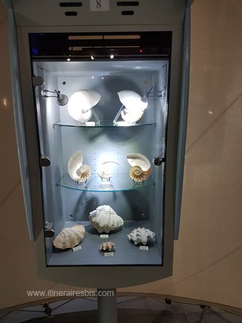 Visite sur l'ile d'Aix le musée de la nacre nautiles