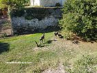 Le Château de Lescours chevreuils en bronze