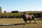 Visite du Château de Lescours bronze