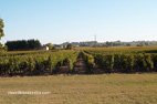 Le Château de Lescours les vignes