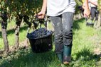 Le Château de Lescours les vendanges faites à la main