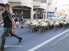 Retour d'estive à Sarlat