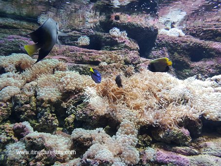 Visite de l'Aquarium de Crète les poissons exotiques
