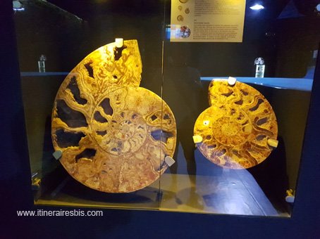 Visite de l'Aquarium de Crète ammonites fossiles