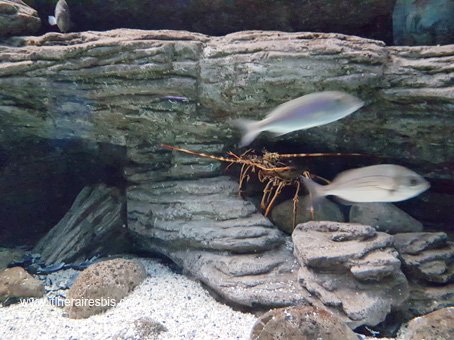 Visite de l'Aquarium de Crète langouste