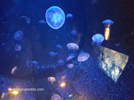 Visite de l'Aquarium de Crète les méduses