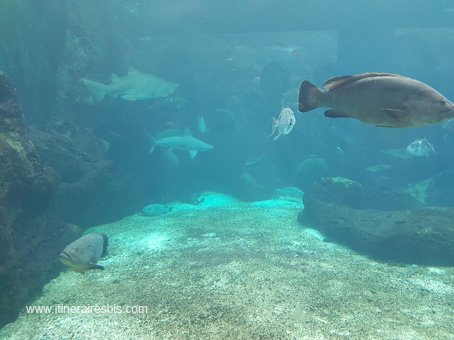 Visite de l'Aquarium de Crète les requins