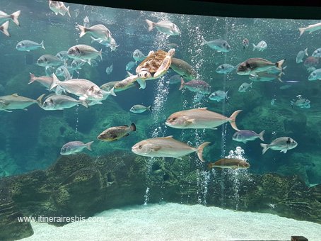 Visite de l'Aquarium de Crète les poissons et tortues