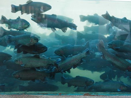 Tavern 
IDI trout in their pond