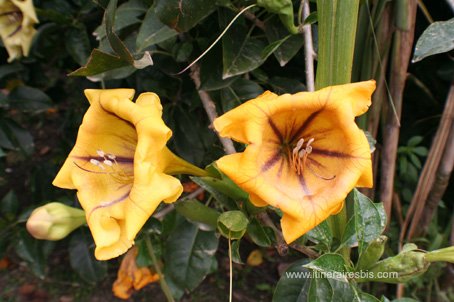 Visite du jardin botanique de Crète fleurs trompettes