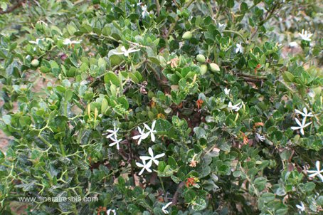 Visite du jardin botanique de Crète fleurs de jasmin