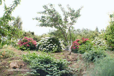 Visite du jardin botanique de Crète les hortentias