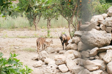 Visite du jardin botanique de Crète les Kri-kri (chèvres sauvages)