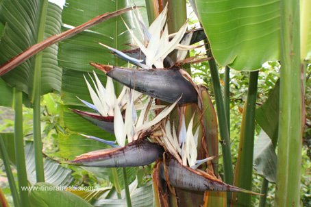 Visite du jardin botanique de Crète oiseau de paradis mais blanc