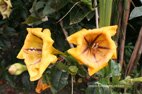 Visite du jardin botanique de Crète fleurs trompettes