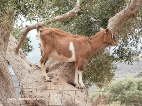 Randonnée sur le site de Polyrinia une chêvre étonnée de nous voir