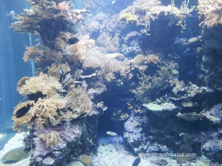 Visite de l'aquarium de Gênes Les anémones