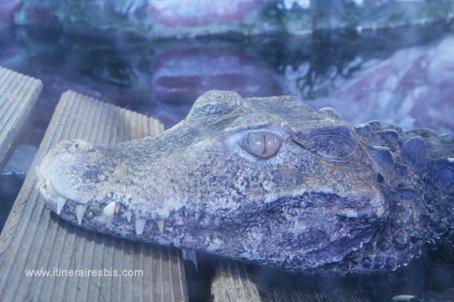 Visite de l'aquarium de Gênes les inquiètants caïmans