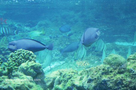 Visite de l'aquarium de Gênes le récif de corail et les poissons chirurgiens