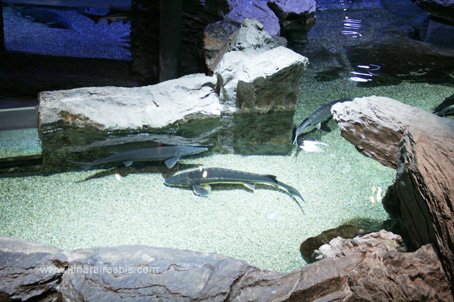 Visite de l'aquarium de Gênes les esturgeons
