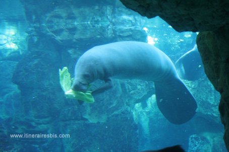 Visite de l'aquarium de Gênes les lamentins mangeurs de salade