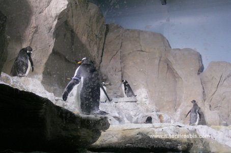 Visite de l'aquarium de Gênes les manchots