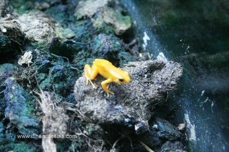 Visite de l'aquarium de Gênes la grenouille mantella d'amazonie
