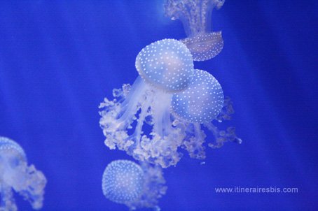 Visite de l'aquarium de Gênes les méduses