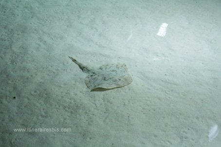 Visite de l'aquarium de Gênes le bassin des raies