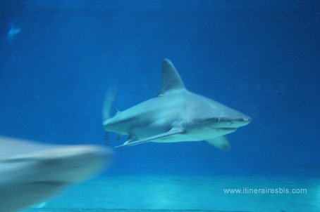 Visite de l'aquarium de Gênes le bassin des requins