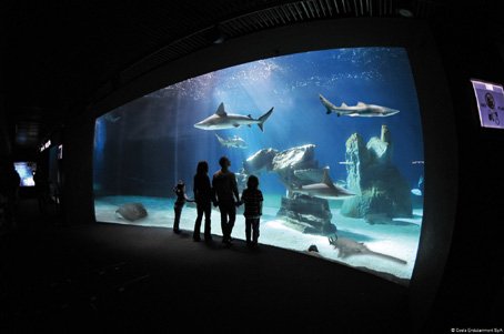 Visite de l'aquarium de Gênes le bassin des requins