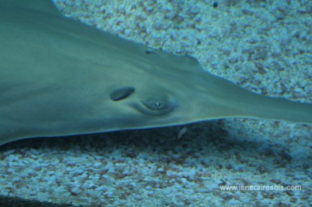 Visite de l'aquarium de Gênes l'oeil du poisson scie