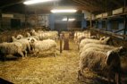 Fromagerie traditionnelle Cascina Pistone les brebis