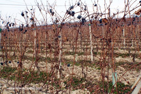 Visite du Château Falletti de Barolo cépage Nebbiolo typique du vin Barolo