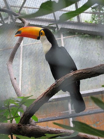 photo du zooparc de beauval toukan